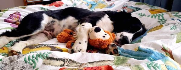 /images/uploads/juneau animal rescue/alaskapets2020/entries/14891thumb.jpg